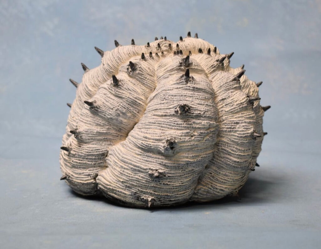 Warped fruit ～2021 Autumn (2021)